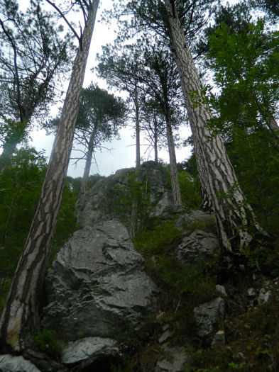 DSCN6473 - 2 HERCULANE VACANTA DE VIS 2013