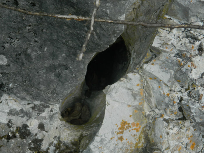 DSCN6521 - 2 HERCULANE VACANTA DE VIS 2013