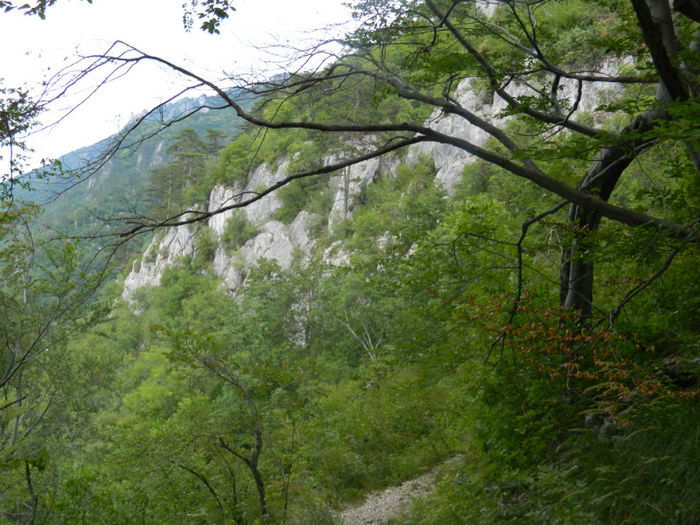 DSCN6537 - 2 HERCULANE VACANTA DE VIS 2013