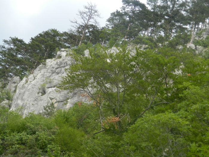 DSCN6540 - 2 HERCULANE VACANTA DE VIS 2013