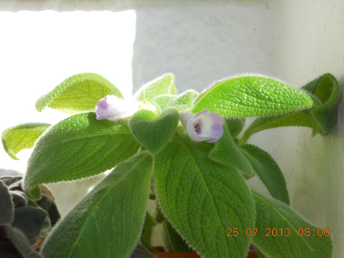 episcia Liliacinda viridis - IULIE 2013