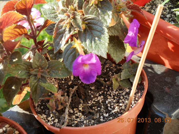 025 - IULIE 2013