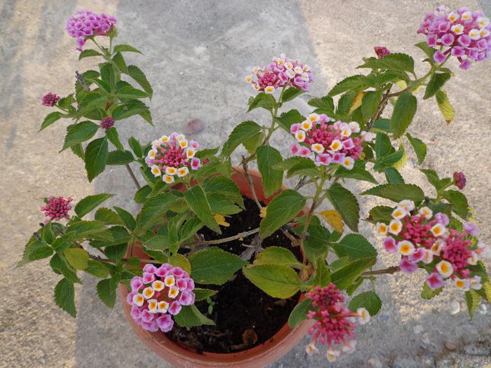 066 - Lantana