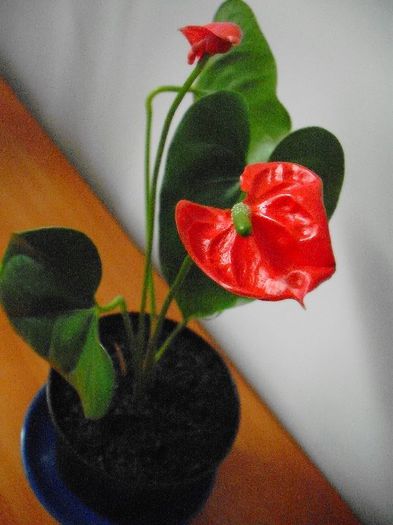  - ANTHURIUM