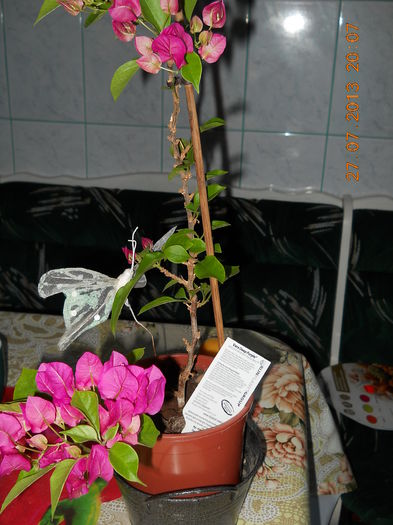 066 - IULIE 2013