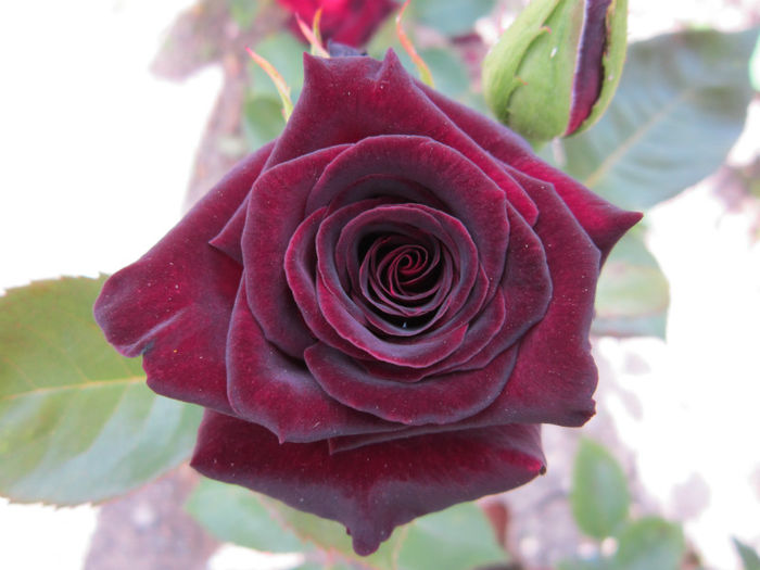 black baccara