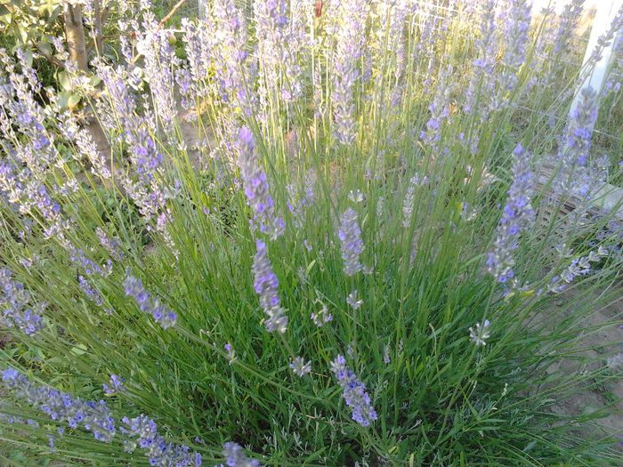 2013-07-01 20.00.17; Pt Corina
