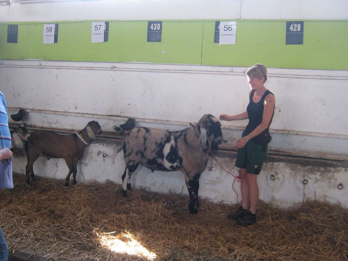 si tapi anglo nubieni erau