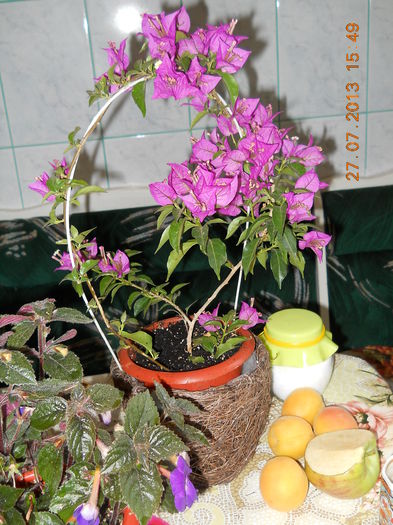 051 - BOUGAINVILLEA 2013