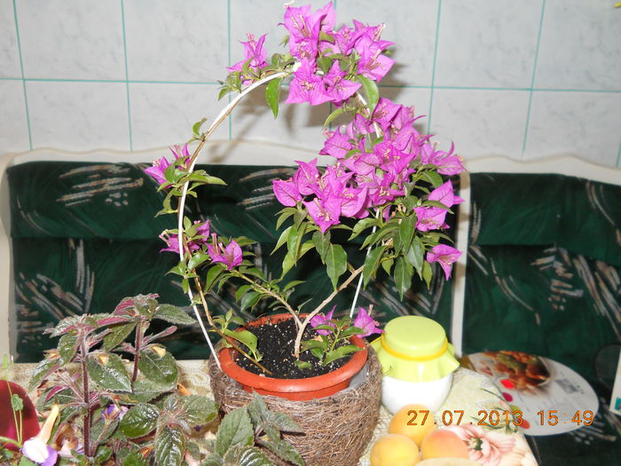 053 - BOUGAINVILLEA 2013