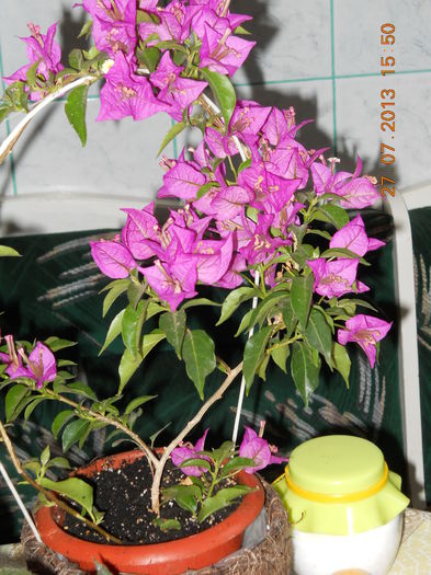 054 - BOUGAINVILLEA 2013