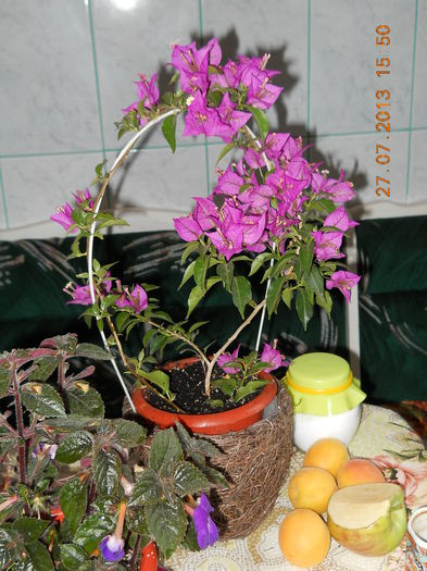 055 - BOUGAINVILLEA 2013