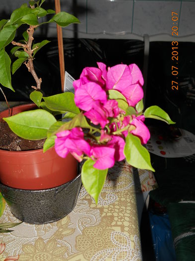 067 - BOUGAINVILLEA 2013