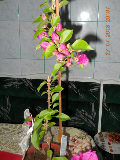 068 - BOUGAINVILLEA 2013