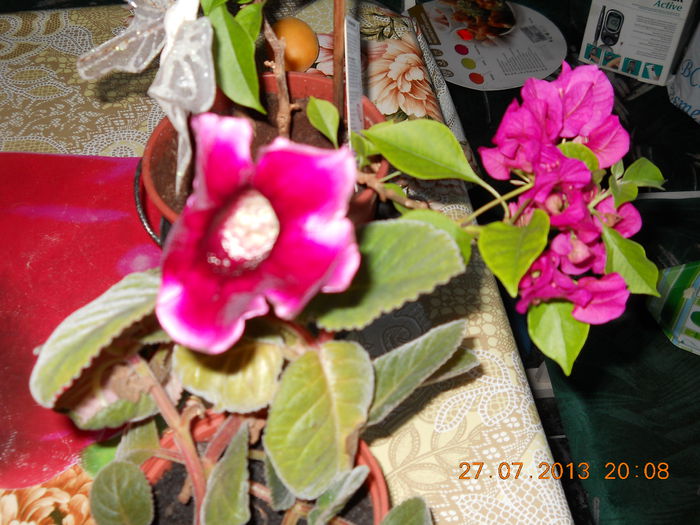 072 - BOUGAINVILLEA 2013