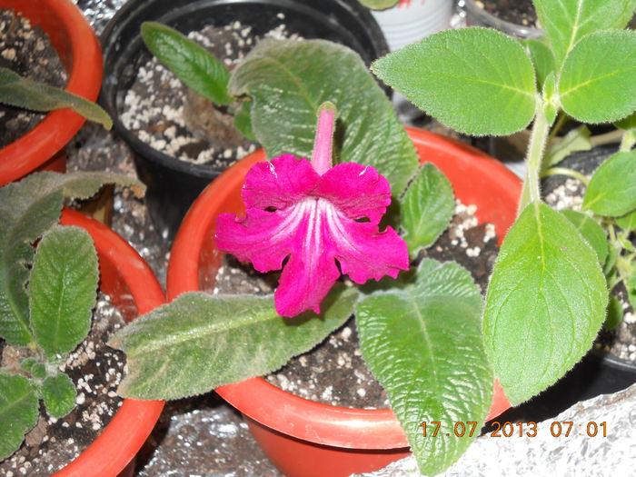 015 - STREPTOCARPUS 2013