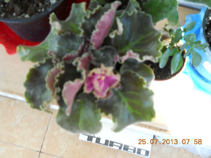 011 - VIOLETE 2013