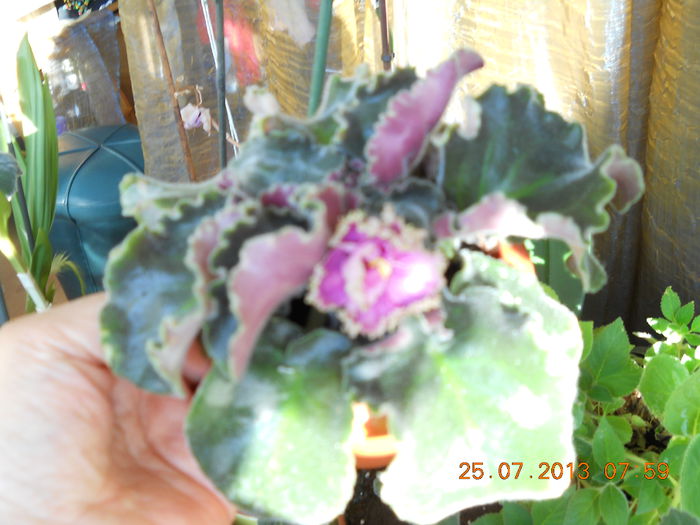 012 - VIOLETE 2013