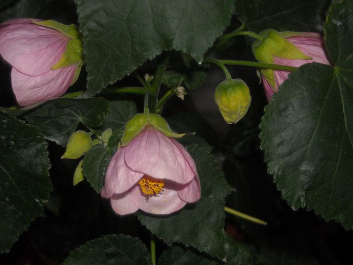  - 0 Din florile mele