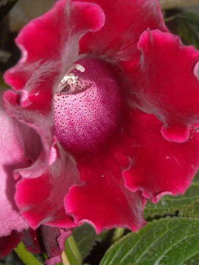  - 0 Din florile mele