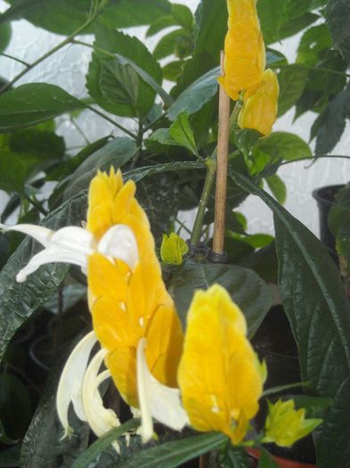  - 0 Din florile mele