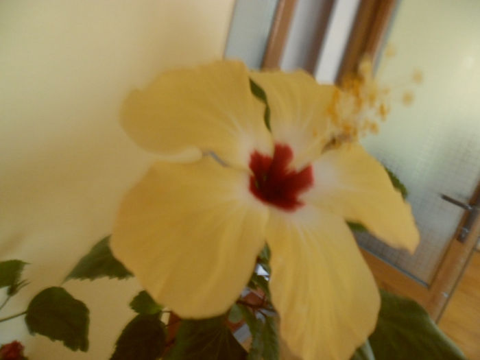 Lutea - Hibiscus 2013-2