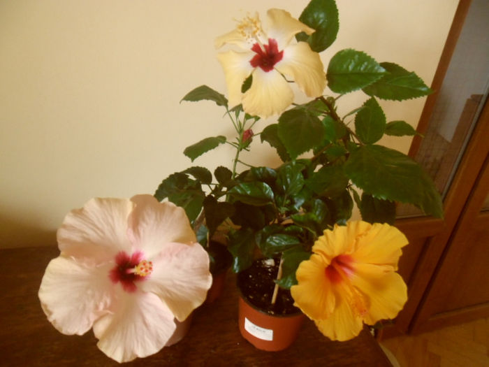 hibiscus grup- 26 iulie