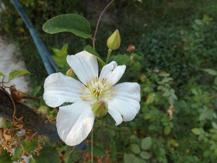 27.07.2013 (80) - trandafiri iulie 2013