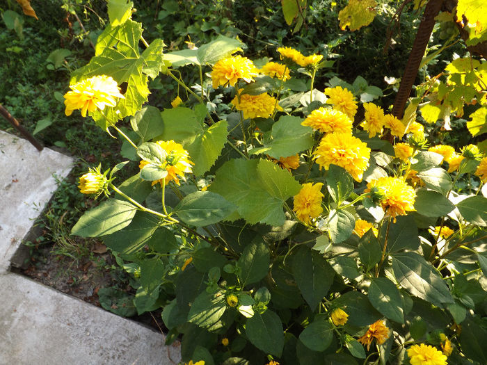 27.07.2013 (102) - trandafiri iulie 2013