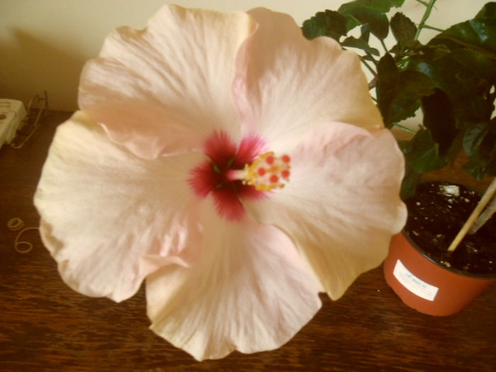 Stolen Kiss - Hibiscus 2013-2