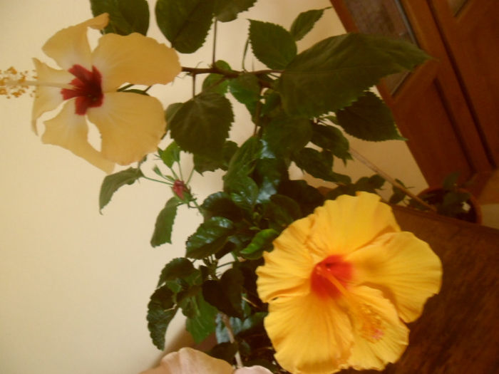 Lutea + Athenacus - Hibiscus 2013-2