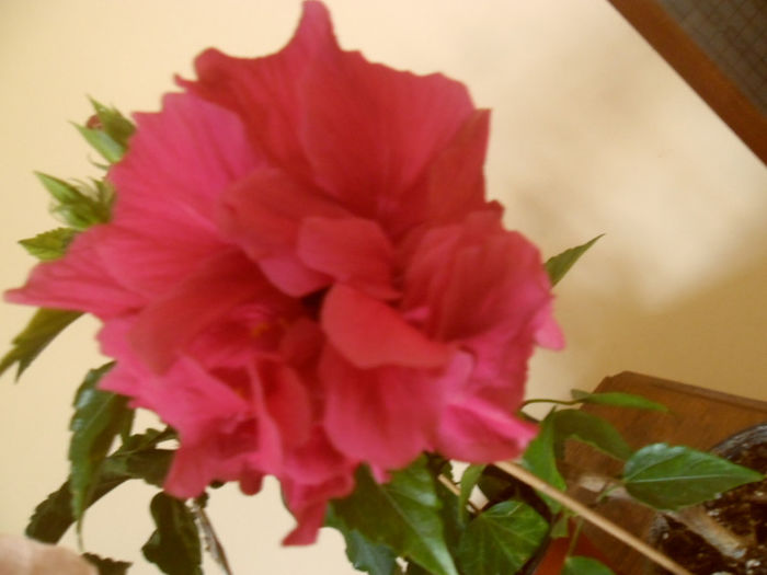 George Davis - Hibiscus 2013-2