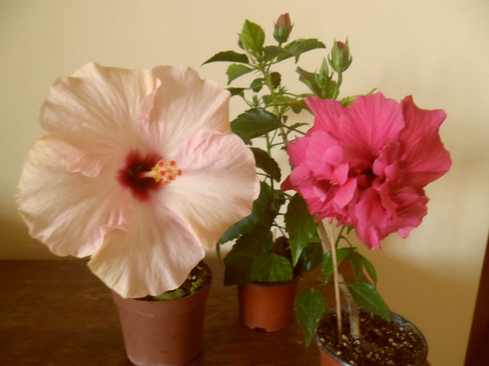 hibiscus - 27 iulie - Hibiscus 2013-2