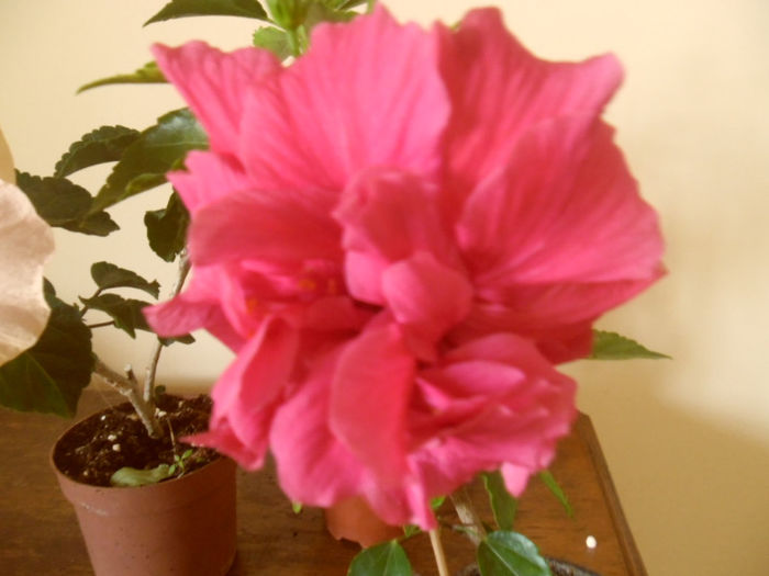 George Davis - Hibiscus 2013-2