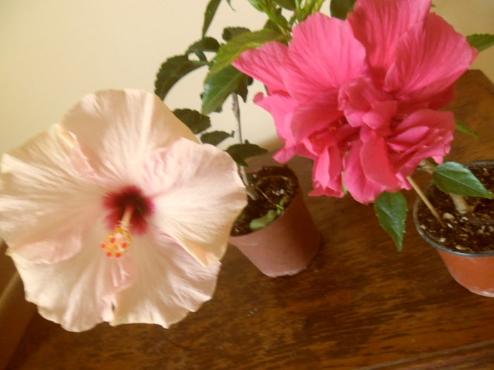 Stolen Kiss + George Davis - Hibiscus 2013-2