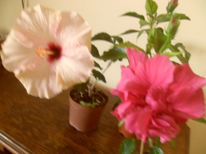 Stolen Kiss + George Davis - Hibiscus 2013-2