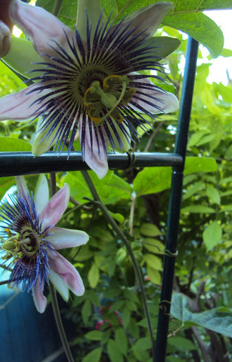 DSC08553 - Passiflora