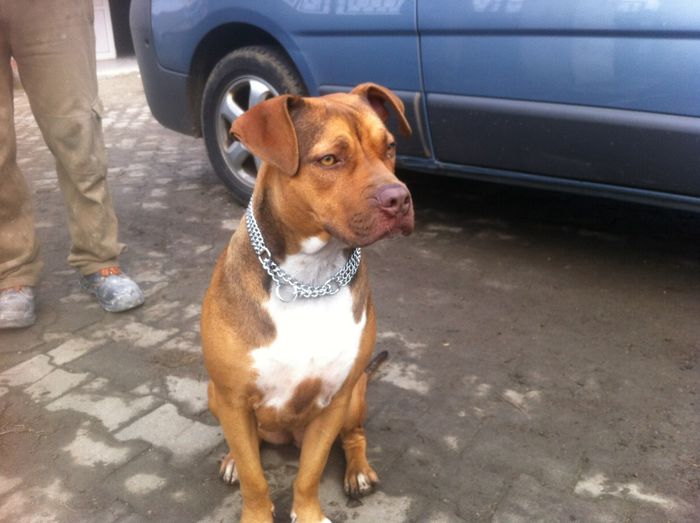 Herra; Femela pitbull rednouse
