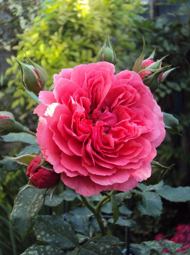 Rosarium Uetersen- da