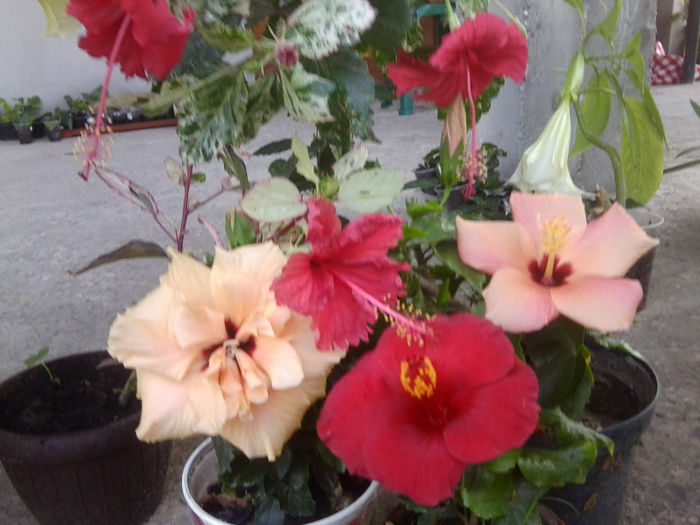 Fotografie5042 - hibiscusi 2013-2