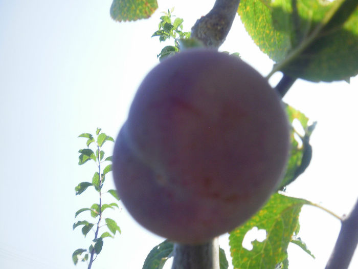 Prima pruna .Nu stiu cum se numeste soiul; Este luat altoi  de la pom crescut langa un gard,nu a fost stropit sau taiat niciodata,rodeste an de an si fructele sunt mari si delicioase.
