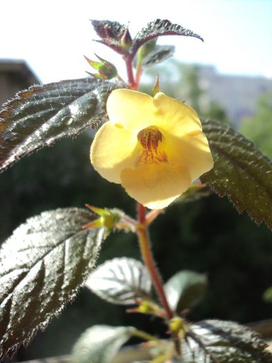 DSC06511 - Yellow Beauty