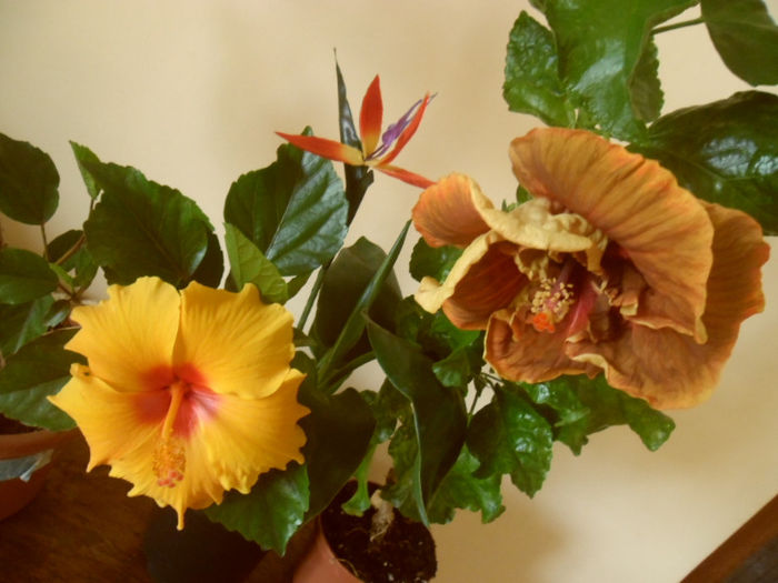 Athenacus + Voodoo Magic - Hibiscus 2013-2