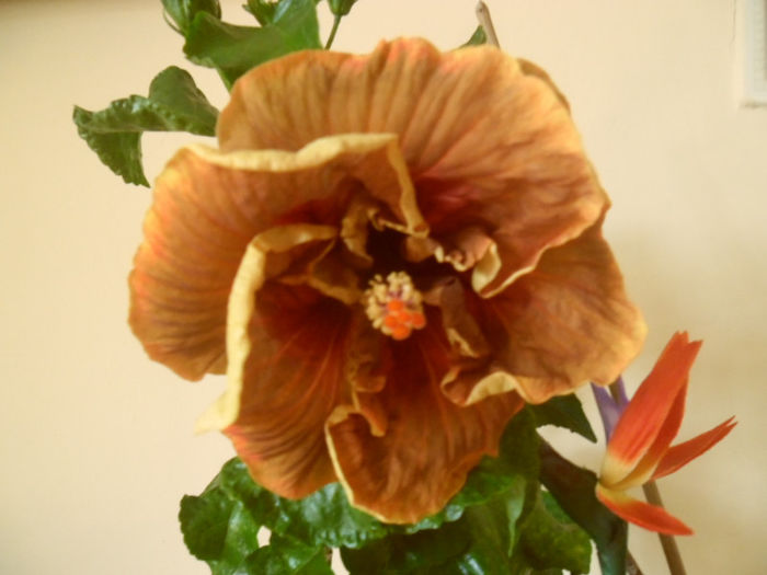 Voodoo Magic - Hibiscus 2013-2
