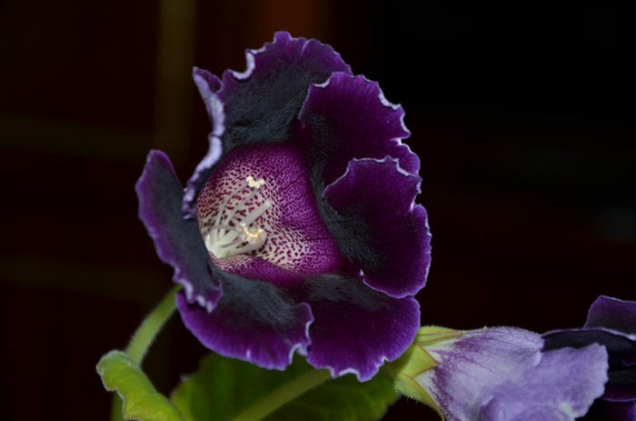 Blue Rain - Gloxinii 2013