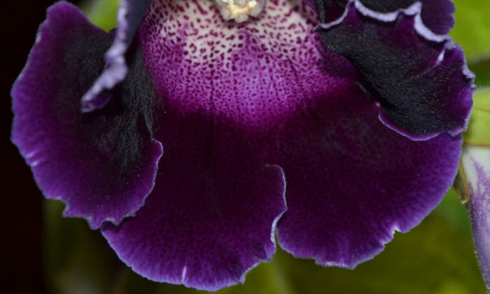 Blue Rain-Hibrid Crep de Chine+Violacea - Gloxinii 2013