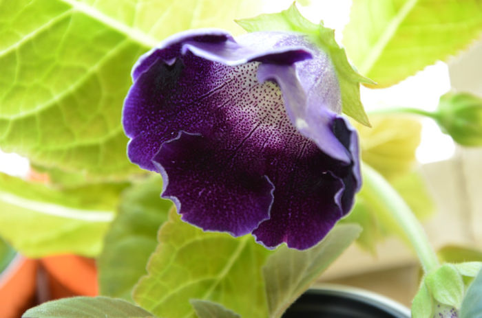 Blue Sunny Rain-Hibrid Crep de Chine+Violacea - Gloxinii 2013
