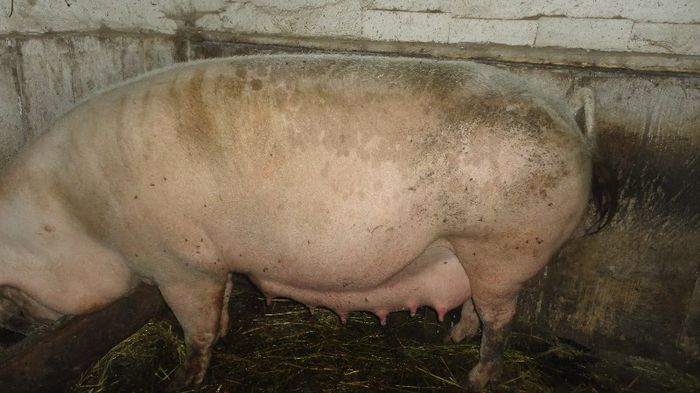 ne pregatim pentru seria 3