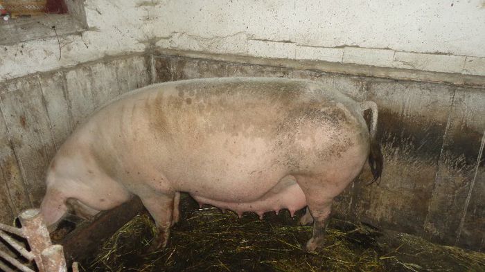 hibrid de carne(mix de rase,pic,pietrain,marele alb)