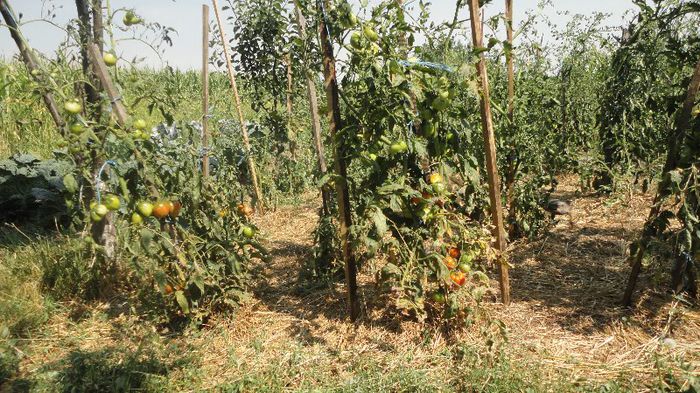 DSC02846 - rosii bio cultivate afara